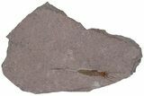 Fossil Eocrinoid (Ascocystites) - El Kaid Rami, Morocco #188606-1
